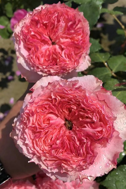 Троянда чайно-гібридна ‘Корона’ (ніжно-рожева)|Hybrid tea rose ‘Corona’|Роза чайно-гибридная ‘Корона’ (нежно-розовая)